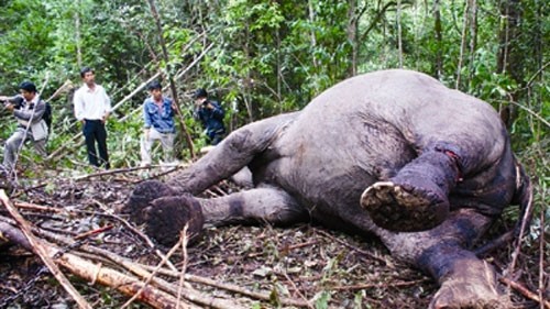 Ngăn chặn buôn bán động vật hoang dã trên mạng Internet - ảnh 1